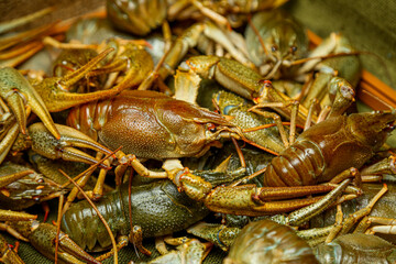 Living crayfish in water. Cancers