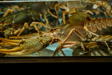 Living crayfish in water. Cancers