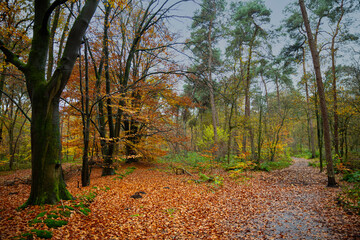 Obraz premium forest with all kind of colors in autumn