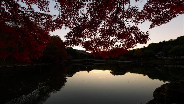 Time lapse of sunrise thru Japanese Maple over reflective pond in Nara, Japan
