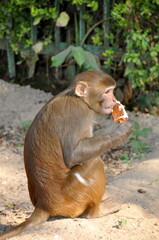 Langur Monkey eating ice cream in Goa, India