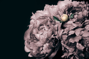 Beautiful gray peonies bouquet on black. Floral background. Natural flowers pattern