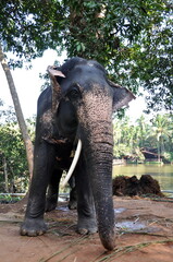 Fototapeta premium Big indian elephant in Goa, India