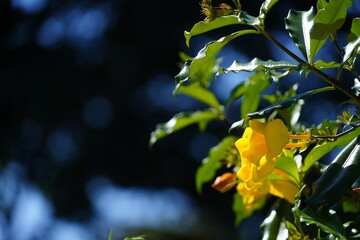 yellow leaves against the sky