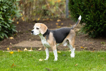 beagle dog in the garden
