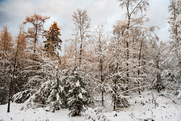 Snow-covered trees in the forest in Taunus / Germany under a cloudy sky 