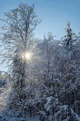 Snow-covered trees in the forest in the Taunus / Germany in the backlight 