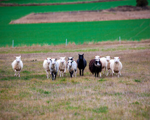 Naklejka na ściany i meble herd of sheep