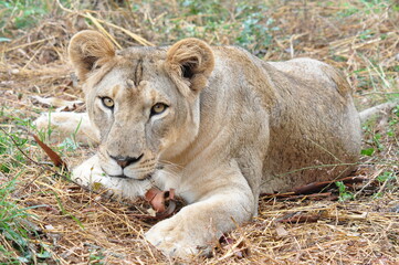 Portrait of lioness resting on the grass at Bondla Wildlife Sanctuary in Goa, India 