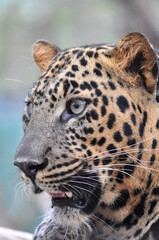 Fototapeta na wymiar Close up portrait of leopard head at Bondla Wildlife Sanctuary in Goa, India 