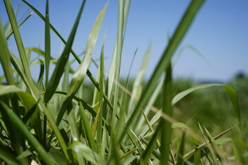 Grass and sky
