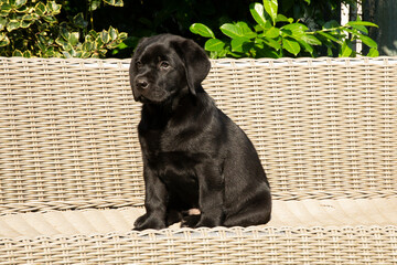 Zwarte labrador pup op een bank
