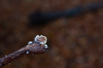 ear mushroom on a branch in a forest during autumn