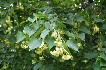 Bloom of linden tree in mid June