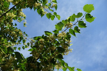 Fototapeta premium Blue sky and branch of blossoming linden tree in mid June