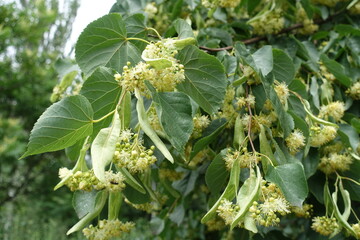 Bracts and pale yellow flowers of linden tree in June