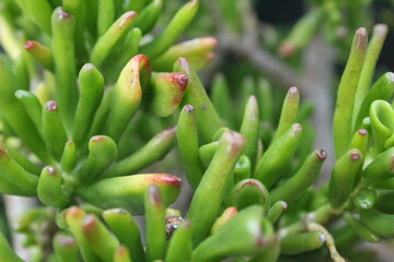 close up of a plant