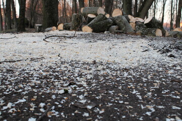 sawdust on the ground and a bunch of tree stumps