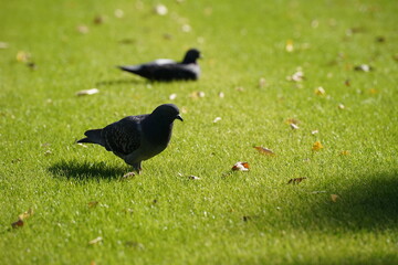Glass-Park-Pigeon,芝生公園と鳩