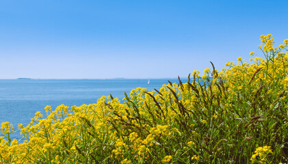 Field of yellow wild flowers on an island, up on a cliff. Blue sky and the sea in the background....