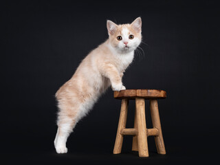 Adorable tailless Manx cat kitten, standing side ways with front paws on little wooden stool....