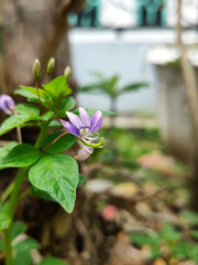 Fringed spider flower in garden