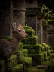 石灯篭の隙間から顔を出す鹿