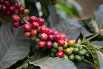 coffee berries on a branch