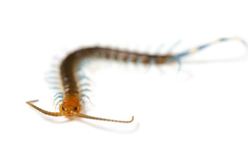 Centipede on a white background