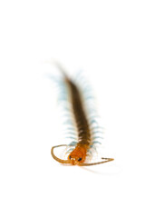 Centipede on a white background vertical composition