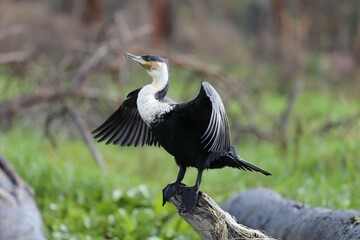 White-chested cormorant dries its wings