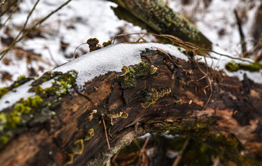 the old snag is covered with green moss and melted snow