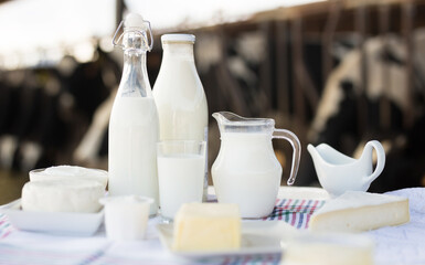 dairy products on table against the background of herd of cows in barn