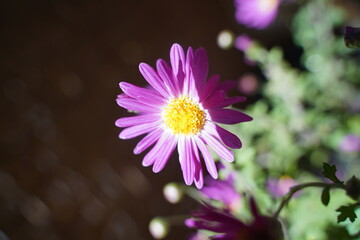 菊の花　ピンク＆紫　明治神宮