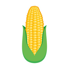 Obraz premium One yellow sweet corn cob icon vector. Corn cob icon isolated on a white background. Yellow ripe maize vector