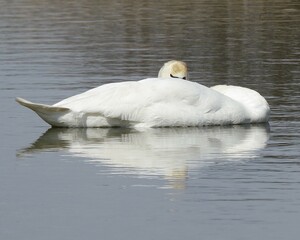 mirror image of beautiful swan sleeping on the water