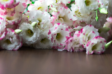 White and pink eustoma close-up. Selective focus