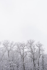 Fototapeta na wymiar Winter forest landscape with trees under snow. Peaceful outdoor scene