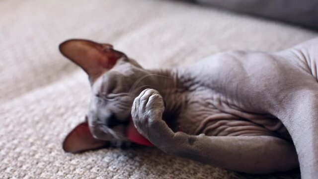 The gray sphinx cat lies on the couch and washes. A beautiful purebred bald cat with green eyes.