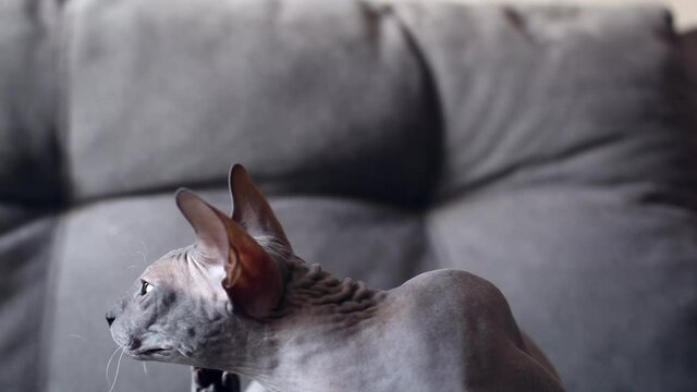 A gray sphinx cat sits on the couch and itches. A beautiful purebred bald cat with green eyes.