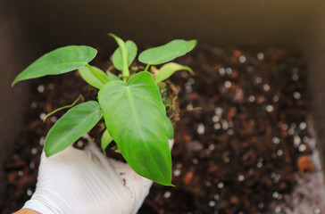planter hand holding philodendron minarum for change to bigger pot in farm
