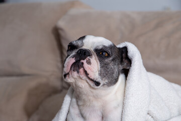 Black and white french bulldog sleeping with white blanket on top. close up