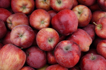 Red ripe apples. Garden apples grown without chemical fertilizers