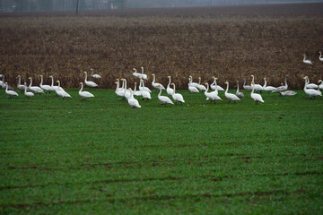 beautiful large swarms of swans flying over a brown field in autumn