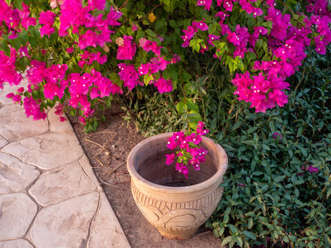 Clay pot stands on the ground under a bush with bright pink flowers.