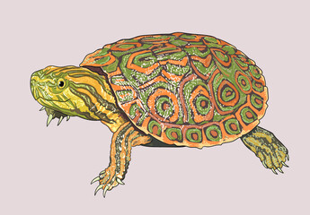 Balize slider turtle drawing, exotic, art.illustration, vector