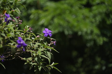 Purple in the garden