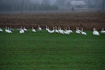 beautiful large swarms of swans flying over a brown field in autumn