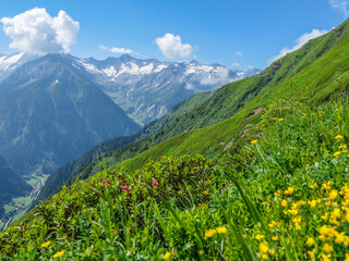 Naklejka na ściany i meble Zillertaler Alpen (Tirol) im Sommer