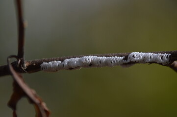 Close-Up Macro of Insect Egg Sacks